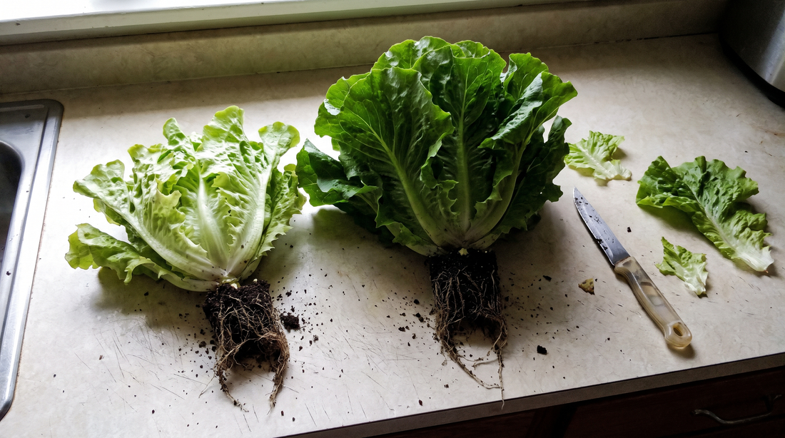 Two heads of leaf lettuce side by side on a kitchen counter, roots still attached, one noticeably smaller and paler than the other