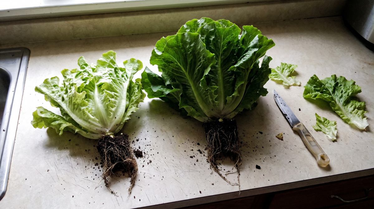 Two heads of leaf lettuce side by side on a kitchen counter, roots still attached, one noticeably smaller and paler than the other