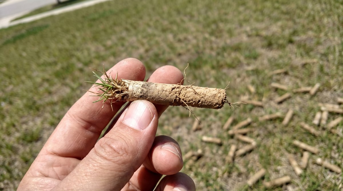 A single finger-sized aeration core plug held between thumb and forefinger, showing a tuft of grass, a thatch band and pale compacted soil with almost no roots